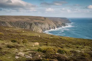 lande côtière ouverte avec bruyères, moutons au pâturage, falaises surplombant la mer, ciel partiellement nuageux