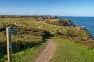 Open moor with grazing sheep, marked coastal path near cliffs, and an observation deck with visitors overlooking the sea.